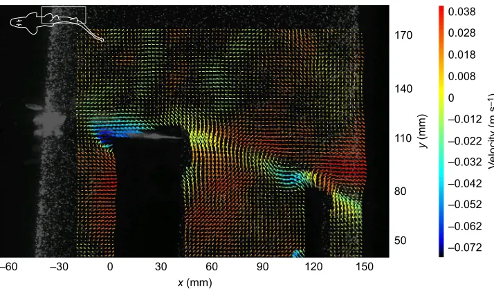 Fig. 8. Instantaneous longitudinal flowduring the fin beat cycle in bamboo shark.Instantaneous longitudinal flow is accelerated inrelation to free-stream flow behind the first (A)and second (B) dorsal fins throughout the finbeat cycle