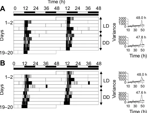 Fig. 1. Activity rhythms of adult Holotrichia parallelamale beetle and (B) a female beetle