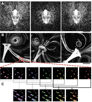 Fig. 1. The Flowtrace algorithm. (A) Three stills from aFlowtrace to generate pathlines (Gilpin et al., 2017;500Flowtrace video of the feeding currents generated by thelarva of the starfish Patiria miniata (Movie 1 taken from τ=3 s, time points=0, 30, 90 s