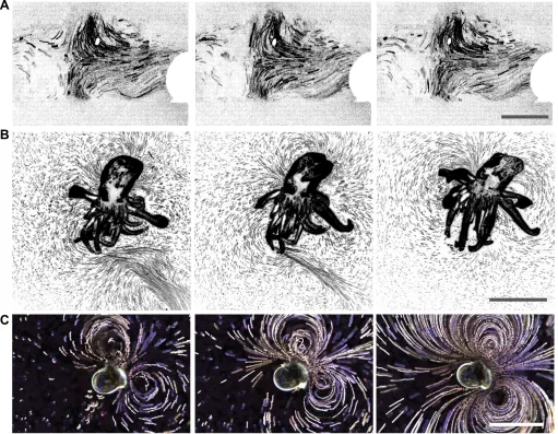 Fig. 3. Application of Flowtrace to flow visualization problems. (A) Transport of particles by the cerebrospinal fluid in a mousepresence of a nearly stationary hyperbolic stagnation point flow