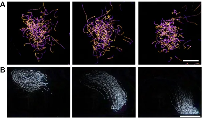 Fig. 4. Flowtrace applied to collective animalmotion.minnows (Movie 7 generated from data by Tunstrømet al., 2013; (A) Three frames from a movie of a flock ofmidges, with pathlines temporally color coded fromblue to orange (Movie 6 generated from data byAt