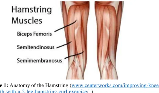 Figure 1: Anatomy of the Hamstring (www.centerworks.com/improving-knee- (www.centerworks.com/improving-knee-strength-with-a-2-leg-hamstring-curl-exercise/