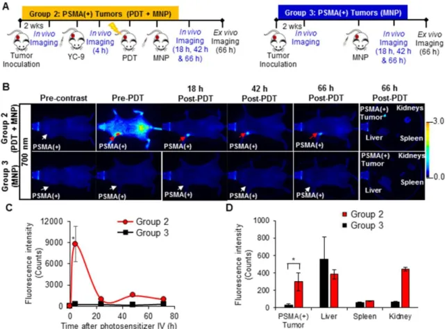 Figure 5. In vivo fluorescence image-guided PDT in PSMA(+) tumor-bearing mice. A) Schematic representing the experimental design for Groups 2 and 3 mice, respectively