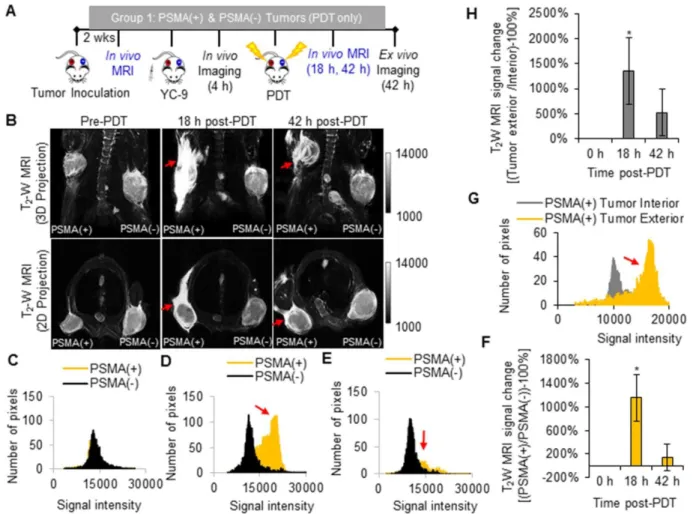 Figure 3. In vivo T 2  -W MRI of edema after PDT. A) Schematic representing the experimental design for Group 1 mice
