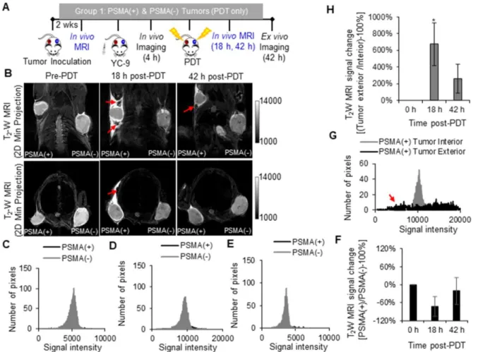 Figure 4. In vivo T 2  -W MRI of hemorrhage in tumor surroundings after PDT. A) Schematic representing the experimental design for Group 1 mice