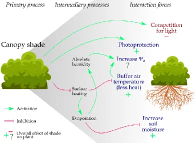 Figure 3: Schematic example of how a primary process, canopy shade, affects various  interaction forces in hot semiarid and arid systems.