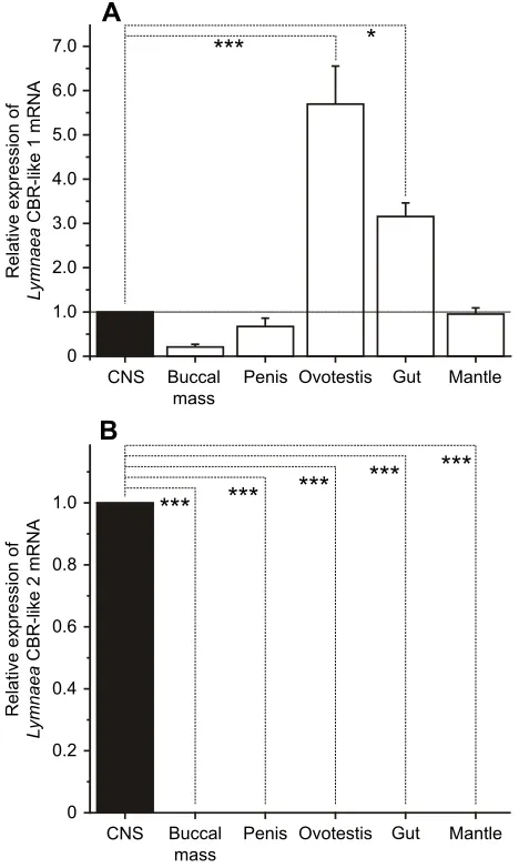 Fig. 2. Comparison of mRNA expression levels of Lymnaeagenes in snail CNS, buccal mass, penis, ovotestis, gut and mantle.(A) CBr-like 1 and (B) CBr-like 2 mRNA expression levels, normalized usingactin, tubulin and LEF CBr-likeα as reference genes