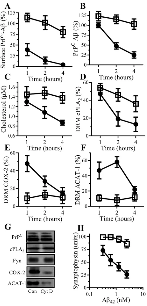 Fig. 7. Cytochalasin D blocked the Aβthree times;-induced translocation of COX-2and ACAT-1 into signalling complexes
