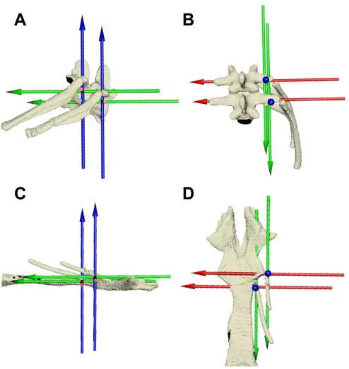 Fig. 3. Joint coordinate systems for the dorsal and ventral intracostaljoints indorsal (B) views