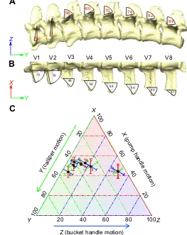 Fig. 4. Relative motions of radio-opaque markers in the vertebral,intermediate and sternal ribs over the course of two breaths inand markers