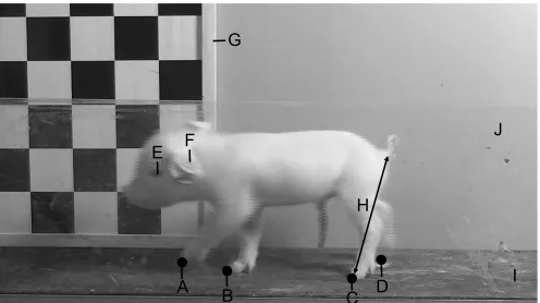 Fig. 1. Lateral view of the recording set-up (video still image). A: digitizedpoint on left front leg; B: digitized point on right front leg; C: digitized point on lefthind leg; D: digitized point on right hind leg; E: eye; F: ear-notch; G: referencegrid; H: functional hind limb length at midstance; I: corridor with anti-skidmaterial; J: Plexiglas® wall.