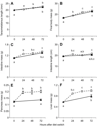 Fig. 7. Body measurements of 6- to 9-day-old nestlinghouse sparrows 0, 24, 48 and 72 h after a diet switchin each treatment group)