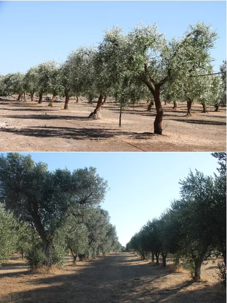 Figure 2. Examples of olive trees near the study area, with crowns dominated by few large branches(top panel) and with crowns of neighbouring trees touching each other (bottom panel)