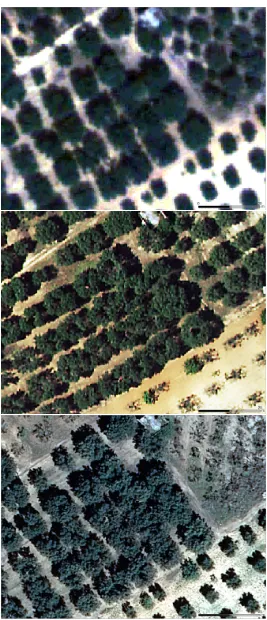 Figure 3. True colour samples of aerial photographs of olive orchards in the study area with 50 cm