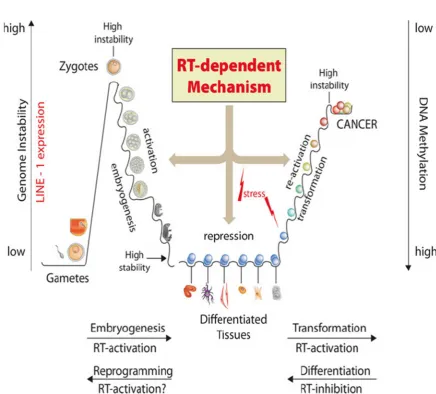 Figure 1. Reverse Transcriptase is the key player to transfer RNA sequences into DNA. This is a counter regulated process we can look at in embryogenesis and cell differentiation