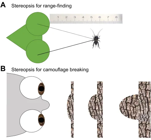 Fig. 2. Two fundamentally different functions stereopsis couldtheoretically subserve. (A) Range-finding