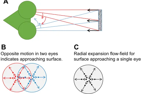 Fig. 5. Interocular velocity differences can indicate motion in depthwithout the need to compute disparity