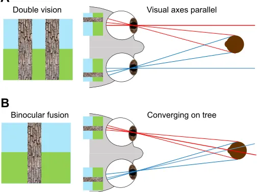 Fig. 6. Double vision. Humans only experience single vision for a relativelysmall range of disparities