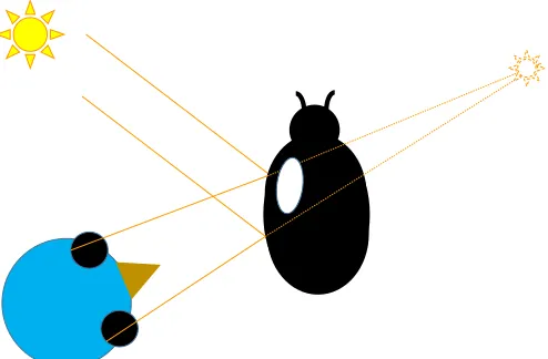 Fig. 7. Specular highlights on a convex surface appear behind thesurface. In this example, a bird views a shiny black beetle