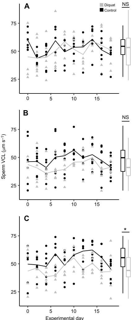 Fig. 3. Levels of total glutathione (tGSH) in sperm of males of differentsocial rank prior to experimental treatment