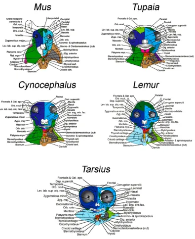 Figure 1. Musculoskeletal modules of non-anthropoid heads and necks identified using AnNA