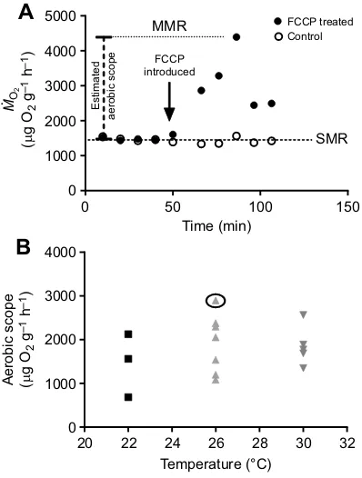 Fig. 2. Thermolimit respirometry of N. trianguliferbe live at 38°C and dead at 40°C. larvae subjected to athermal ramp of 1°C h−1 (n=1 larva per chamber)