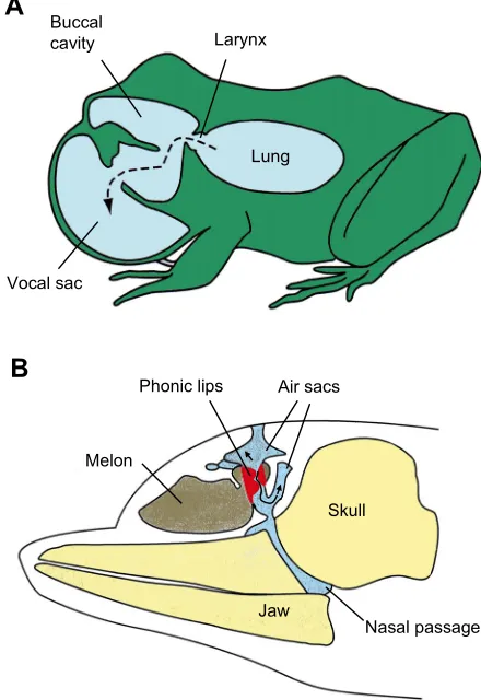 Fig. 2. Drawing of the syrinx of a songbird (brown thrasher). Sounds areproduced with membranes, e.g