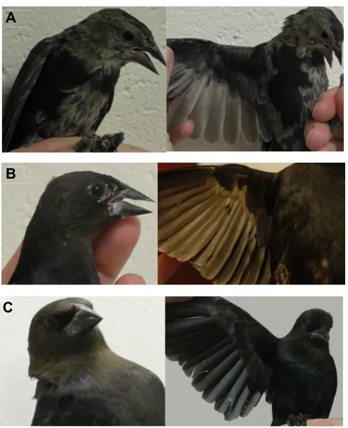 Fig. 1. Photos of feather characteristics that identify the age of males.(A,B) Juvenile males are either extremely mottled (A) or have recently lost themottled pattern but their primary and secondary coverts are still non-uniform incolor and/or speckling a