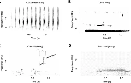 Fig. 2. Sonograms of all vocal signals used in the present study. (A,B) Experiment 1 tested immediate-early gene (IEG) induction in the auditory forebrain inresponse to cowbird chatters and dove coos