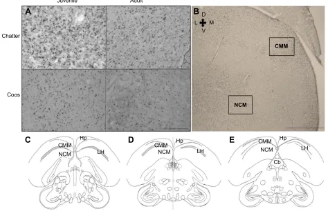 Fig. 3. Photomicrographs illustrating quantification methods. (A) Photomicrographs of ZENK immunoreactivity in the NCM in each of the four conditions:juvenile and adults exposed to chatters or coos