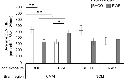 Fig. 4. Results of IEG induction detected by ZENK immunoreactivitywithin the auditory forebrain of wild-caught male brown-headed**cowbirds after exposure to cowbird chatters or dove coos