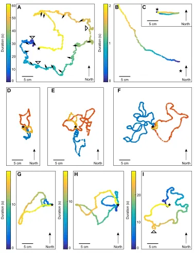 Fig. 2. Characteristics of learning walks in Cataglyphisarea or into the nest, respectively