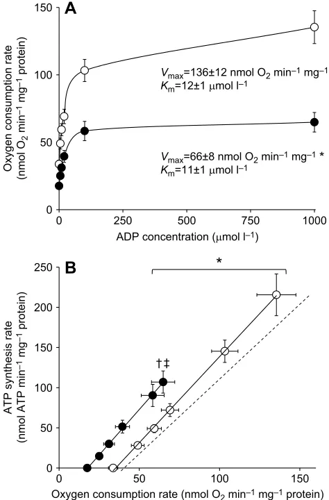 Table 2. Effect of fasting on mitochondrial enzyme activities