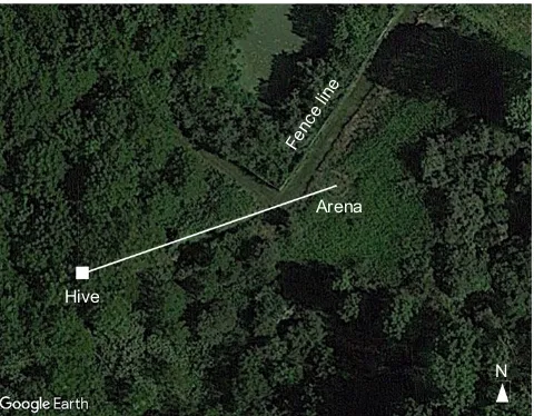 Fig. 1. Aerial view of the field site. The white line, which is 45 m long,connects the hive (white square) and test arena (small circular structure visibleat the other end of the white line)