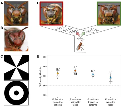 Fig. 1. Polistes fuscatusPdiscriminate eitherimage through association with a safety chamber to avoid an electric shock