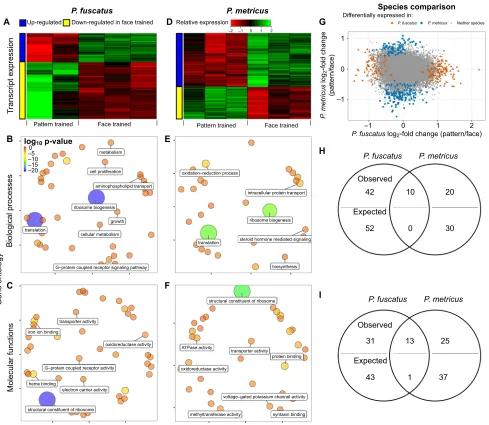Fig. 2. Different brain transcript expression between wasp species yet similar functions during face learning