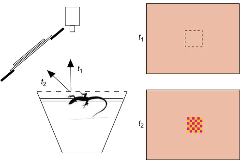 Fig. 1. Schematic drawing of the experimental set-up and the lizard’cage front, with its monocular gaze directed straight out toward the camera (The position of the new pattern on the stimulus card was rapidly broughtinto view (gaze of the outward-facing e