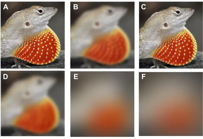 Fig. 3. An illustration of detail visible to a conspecific viewer of an Anolis sagrei dewlap viewed from different distances with foveal and peripheralvision