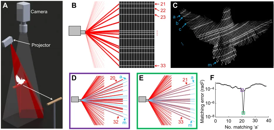 Fig. 1. We developed a new high-speed 3D surface reconstruction technique for rapidly locomoting animals based on binary spatially encodedstructured light