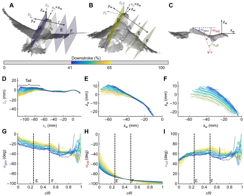 Fig. 3. The dorsal wing profile, twist and aerodynamic angle of attack of a bird is automatically tracked throughout a section of the downstroke for