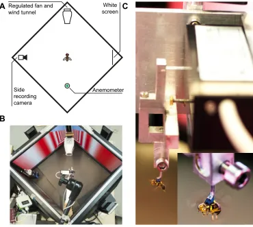 Fig. 1. The virtual reality flight arena.(A) Schematic top view of the flight arena(objects not to scale)