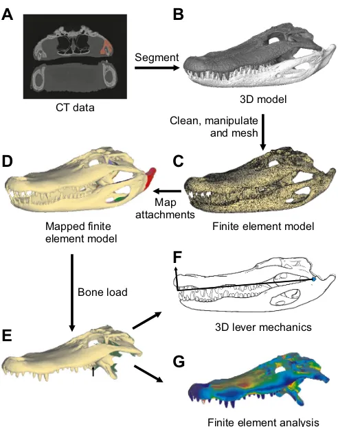 Table 1. Alligator mississippiensis specimens, skull length, scan dataand model data