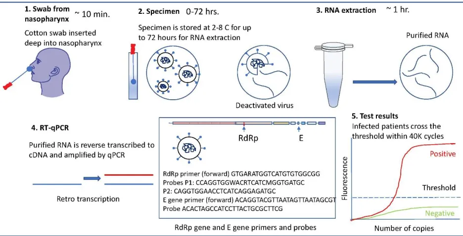 Figure 4: SARS-CoV-2 Diagnostic Test Using RT-PCR