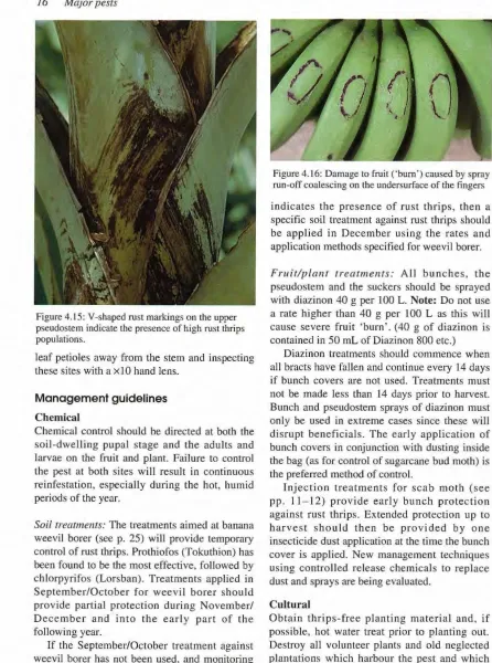 Figure 4.16: Damage to fruit ('bum') caused by spray run-off coalescing on lhe undersurface of the fingers 