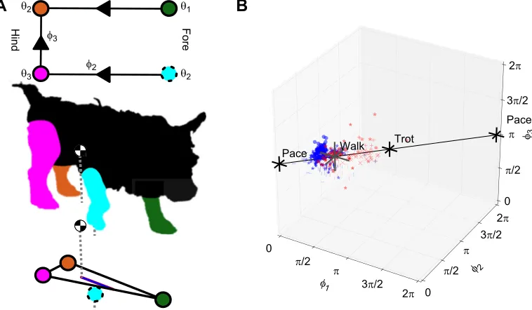 Fig. 1. A phase-based approach to analysis of gait incorporating considerations of quasi-static stability suggests that dogs exhibiting a gait thatbecomes more trot-like when walking on rough terrain is due at least in part to concern for stability.The dog