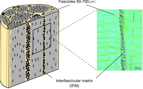 Fig. 1. Schematic of an equine superﬁcial digital ﬂexor tendon (SDFT) with anunstained histological section showing the fascicles and the interfascicular matrix(IFM) imaged using quantitative polarised light microscopy (qPLM)