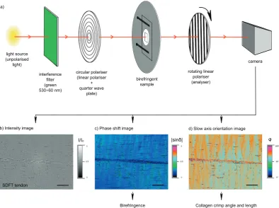 Fig. 2. (a) Schematic of the quantitative polarised light microscopy (qPLM) system used in the study