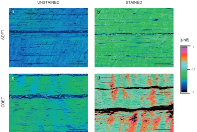 Fig. 4. Comparison of matched unstained (a, c) and picrosirius red stained (b, d) sections of a superﬁcial digital ﬂexor tendon, SDFT (a, b) and a common extensor tendon,(b and d), as compared to the unstained sections (a and c)