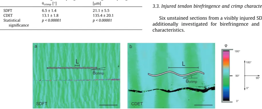 Fig. 5. Slow axis orientation images showing crimp length (L) in superﬁcial digital ﬂexor tendon, SDFT (a) and common digital extensor tendon, CDET (b) tendons, asvisualised with the false coloured orientation angle of the slow axis images
