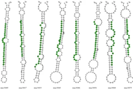 Figure 3. Representatives of precursors’ hairpin structures for predicted miRNAs from the M.truncatula genome databse